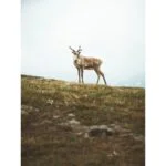 Deer standing on a grassy hill under a cloudy sky.