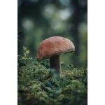 Close-up of a mushroom in a forest setting, showcasing natural textures and colors.
