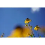 Close-up of yellow flowers against a clear blue sky.
