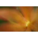 Abstract close-up of an orange flower with soft focus.