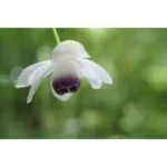 Close-up of a delicate flower with blurred green background, showcasing photography detail.