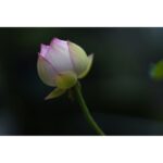 Close-up of a budding lotus flower with soft pink and green petals.