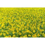 Field of vibrant yellow sunflowers in full bloom.
