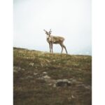 Deer standing on a grassy hill under a cloudy sky.