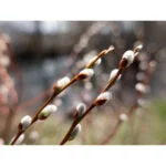 Close-up of budding branches with blurred background, showcasing depth of field.