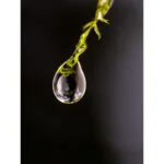 Close-up of a water droplet on a green plant, showcasing macro photography detail.
