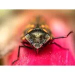 Close-up of a colorful insect on a vibrant surface, showcasing macro photography detail.