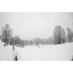 Snow-covered landscape with trees and a dog, captured with a wide-angle lens.