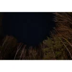 Starry night sky framed by trees, ideal for testing camera capabilities.