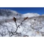 Close-up of branches with blurred snowy mountains in the background.
