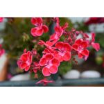Nikon Z 50mm f1.4 Lens - Image 16