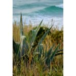 Coastal landscape with agave plants and ocean waves in the background.