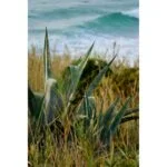 Coastal landscape with agave plants and ocean waves in the background.