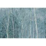 Winter forest scene with bare trees and light snowfall.