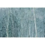 Winter forest scene with bare trees and light snowfall.