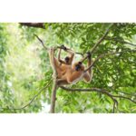 Two gibbons sitting on a tree branch surrounded by lush green leaves.