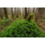 Close-up of lush green moss in a forest setting, showcasing natural textures.
