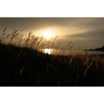 Sunset over a grassy hill by the sea, capturing serene natural beauty.