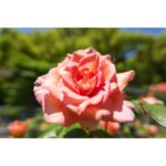 Close-up of a blooming pink rose in a garden setting.