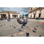 Pigeons flying in a city square with historic buildings in the background.