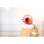 Sigma 35mm F1.2 DG II Art Lens For Sony E - Image 5