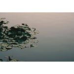 Serene pond with lily pads at sunset, reflecting soft light.