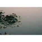 Serene pond with lily pads at sunset, reflecting soft light.