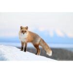 Red fox standing on snowy hill with blurred mountains in background.