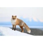 Red fox standing on snowy hill with blurred mountains in background.