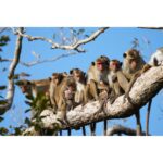 Group of monkeys sitting on a tree branch in a natural setting.